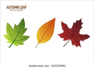 Autumn leaves set. Isolated leaf vector icon on white background. Colorful flat illustration can use for banner, flyer, textile, print, surface, fabric design