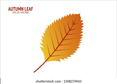 Autumn leaves set. Isolated leaf vector icon on white background. Colorful flat illustration can use for banner, flyer, textile, print, surface, fabric design