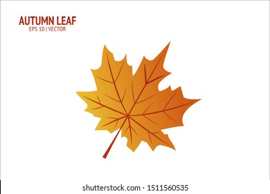 Autumn leaves set. Isolated leaf vector icon on white background. Colorful flat illustration can use for banner, flyer, textile, print, surface, fabric design