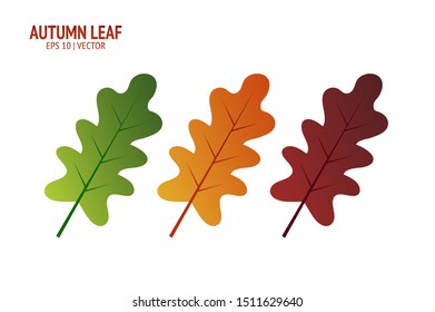 Autumn leaves set. Isolated leaf vector icon on white background. Colorful flat illustration can use for banner, flyer, textile, print, surface, fabric design