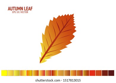 Autumn leaves set. Isolated leaf vector icon on white background. Colorful flat illustration can use for banner, flyer, textile, print, surface, fabric design