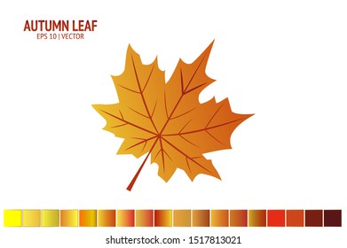 Autumn leaves set. Isolated leaf vector icon on white background. Colorful flat illustration can use for banner, flyer, textile, print, surface, fabric design