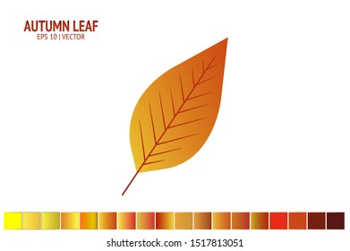 Autumn leaves set. Isolated leaf vector icon on white background. Colorful flat illustration can use for banner, flyer, textile, print, surface, fabric design