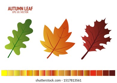 Autumn leaves set. Isolated leaf vector icon on white background. Colorful flat illustration can use for banner, flyer, textile, print, surface, fabric design