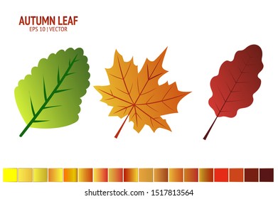 Autumn leaves set. Isolated leaf vector icon on white background. Colorful flat illustration can use for banner, flyer, textile, print, surface, fabric design