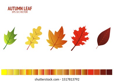 Autumn leaves set. Isolated leaf vector icon on white background. Colorful flat illustration can use for banner, flyer, textile, print, surface, fabric design
