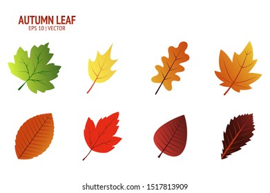 Autumn leaves set. Isolated leaf vector icon on white background. Colorful flat illustration can use for banner, flyer, textile, print, surface, fabric design