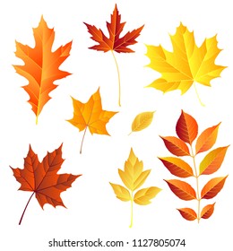 autumn leaves set, isolated on white background. vector illustration. colorful fall red and yellow leaf