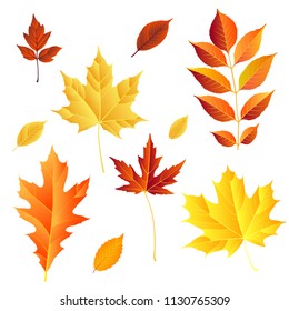 autumn leaves set, isolated on white background. vector illustration. colorful fall red and yellow leaf