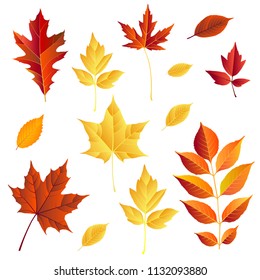 autumn leaves set, isolated on white background. vector illustration. colorful fall red and yellow leaf