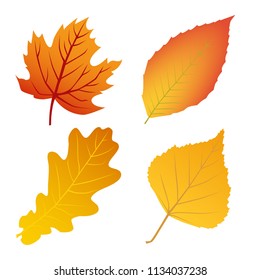 Autumn leaves set isolated on white background
