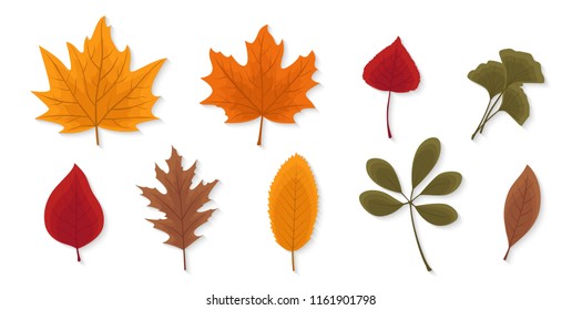 Autumn leaves set isolated on white background. Seasonal collection. Beautiful red, yellow and brown leaves. Modern realistic design. Flat style vector illustration.