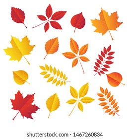 Autumn Leaves Set Isolated On White Stock Vector (Royalty Free) 311163389