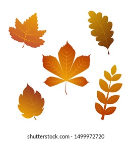 autumn leaves set, isolated on white background. simple cartoon flat style, vector illustration.