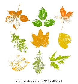 Autumn leaves set, isolated on white background. Leaves with print texture vector illustration