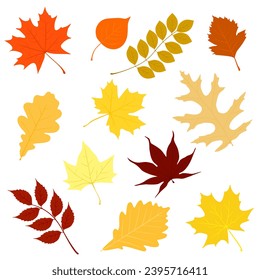 autumn leaves set  isolated on white background. vector ilustration