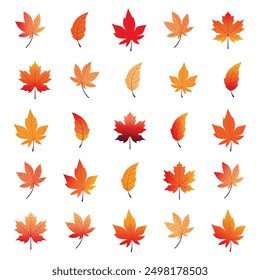 autumn leaves set isolated on white background