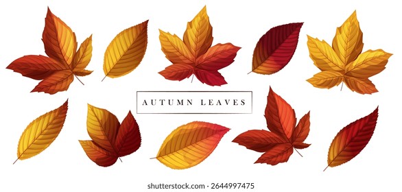 autumn leaves set isolated on the white background.autumn seasonal backgrounds,card,banner and poster design clip art template vector illustration.