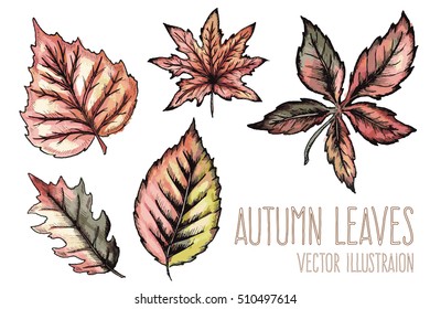 Autumn leaves set, isolated on white background. Vector illustration. 