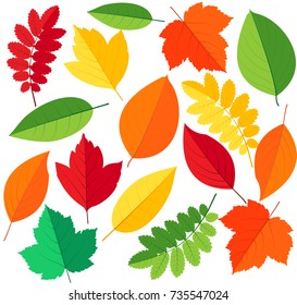 Autumn leaves set, isolated on white background. Vector illustration.