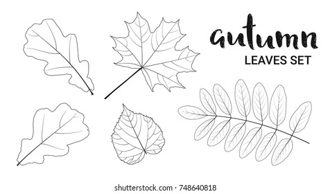 Autumn leaves set, isolated on white background. Linear design vector illustration. 