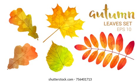 Autumn leaves set, isolated on white background. Leaves with watercolor texture, vector illustration. Good for social media, promotional materials, ads, email marketing.