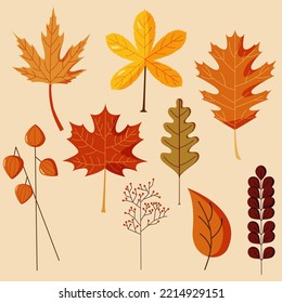 Autumn leaves. Set of isolated vector elements
