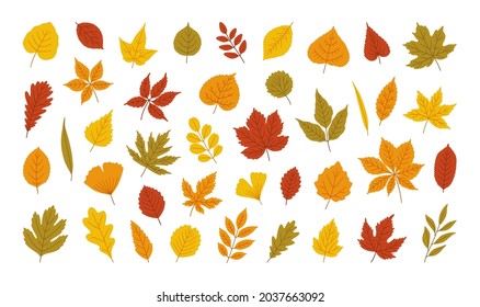 Autumn leaves set - maple, oak, acacia, linden, birch, ginkgo, and others. Fall foliage in yellow, red, orange, green colors. Collection of natural icons. Vector illustration.