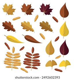 Autumn leaves set. Leaves of maple, oak, poplar, birch and rowan. Colorful leaves in cartoon style. Isolated vector illustration on white background for seasonal holiday cards design
