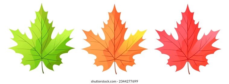 Autumn leaves. Set of maple leaves. Yellow, red and green maple leaves. Vector clipart.