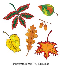 Herbstleaves Set. mehrfarbige Herbstblätter mit Akornen. Vektorgrafik.