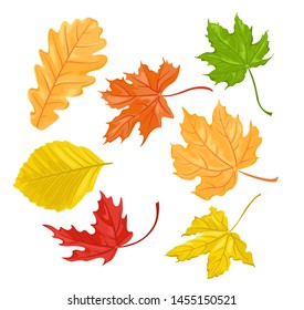 Autumn leaves set. Oak leaf, fallen leaves of beech and maple. isolated on white background. Vector illustration of color in cartoon flat simple style.