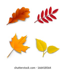 Autumn leaves set oak, maple, ash and birch vector illustration