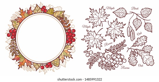 Autumn leaves set with Rowan, maple, birch and oak. Leaves frame Fall leaf design Foliage forest leaf vector. Red, Green, brown and yellow falling autumn leaves. Autumn leave frame. Ash leaf and berry
