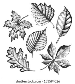 Autumn Leaves Set In A Sketch Style. Vector Illustration Isolated On White Background.