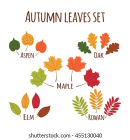 Autumn leaves set vector. Fall leaf icons isolated on white background. Oak, maple, rowan, elm and aspen tree leaves in all autumnal colors - green, yellow gold, orange, red and brown.
