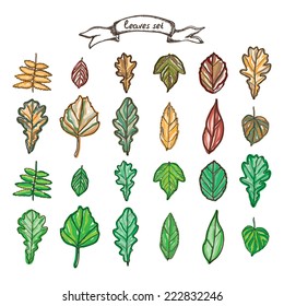 Autumn leaves set. Vector hand drawing.