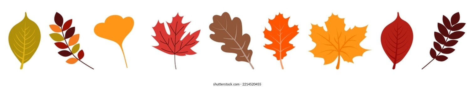Autumn leaves set. Vector illustration isolated on white background
