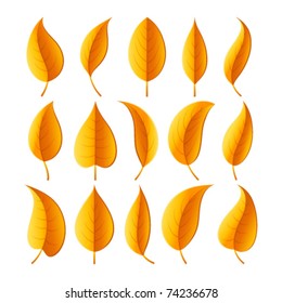 Autumn leaves set. Vector illustration Eps 10.