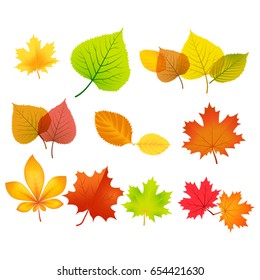 autumn leaves set vector on white background