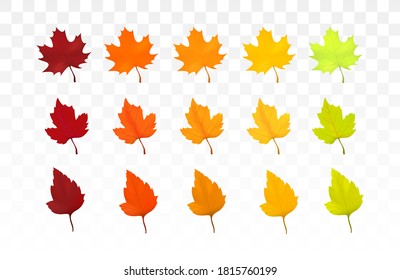 Autumn leaves set. Leaves with watercolor texture, vector illustration. 