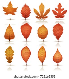 Autumn Leaves Set/Illustration of a set of autumn and fall season orange, red and yellow leaves, from various plants and trees species