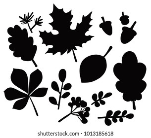 autumn leaves shadow