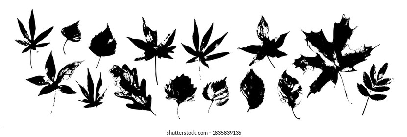 Autumn leaves silhouette set isolated on white background. Different leaf shapes in black and white, grunge texture. Vector illustration