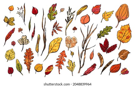 Autumn Leaves sketch set. Hand-drawn color textured herbs on white background. Doodle plants collection. Nature, gardening, forest, fall sign. Leaf of different shapes. Vector botanical illustration