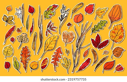 Autumn Leaves sketch sticker set. Hand-drawn color textured herbs on orange background. Plants collection. Nature, gardening, forest, fall sign. Leaf of different shapes. Vector botanical illustration