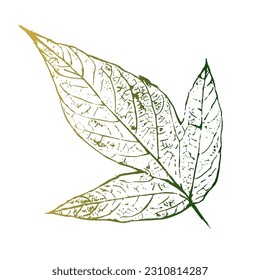 Autumn leaves stamp set. Vector herbarium element.