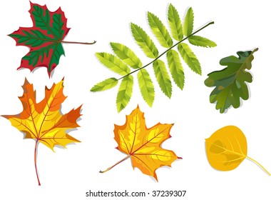 Autumn leaves and summer mountain ash, oak, maple, poplar