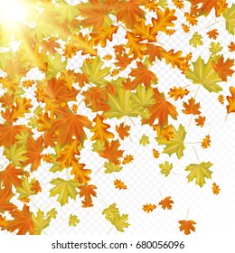 Autumn leaves with sun rays on transparent background. Vector illustration.