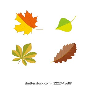 autumn leaves from a tree